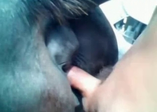 Tight horse hole stretched out