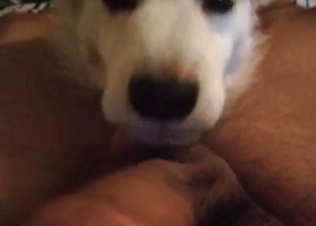 Playful doggo sucking dude's dick