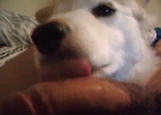 Playful doggo sucking dude's dick
