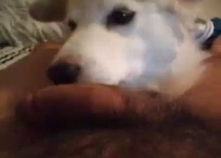 Playful doggo sucking dude's dick