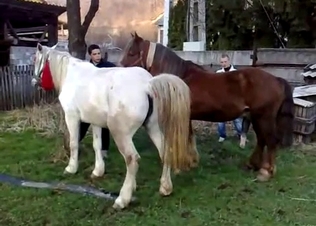 Two horses fucking each other on cam