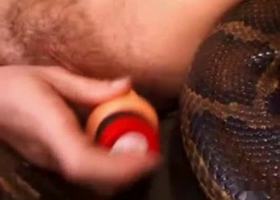 Snake slithering up her pussy