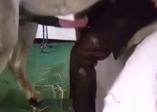 Horse is in the mood for raw sex