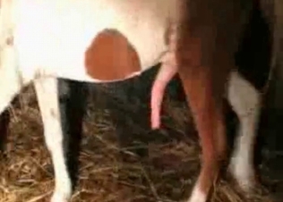 Staring at horse's massive boner