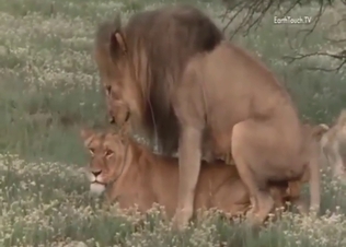 Lions fucking, it's far from innocent here