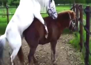 Hot vaginal stretching service from a stallion