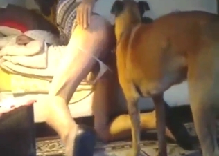 Dog fucks a crossdressing sissy slut big time