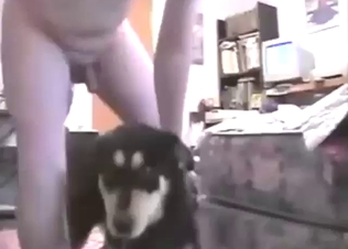 Nice bestiality porn with a guy who fucks a dog