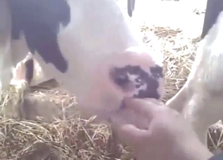 Zoo XXX with a cow that wants to get fucked