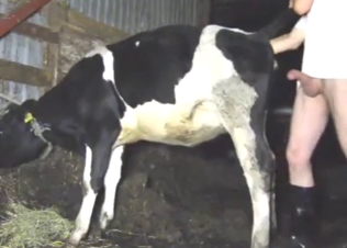 Zoophile dude is going to take care of cow's hole