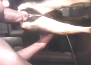 Totally impressive dog fuck scene on all fours