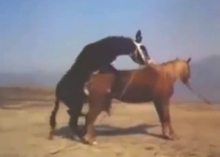 The boss-ass black donkey fucks a brown horse
