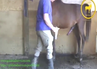 Dude casually stroking a horse's cock today