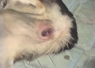 Skinny dog gets fucked by a hard dick today