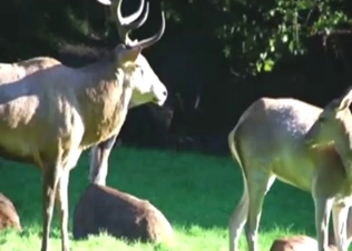 Hot zoo sex scene with two elks fucking outside
