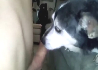 Crazy kinky fucking with a dog that licks dick