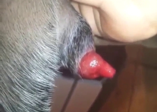 Juicy animal boner pulsating in a close-up scene