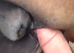 Mare loses itself in the craziest zoophile fuck