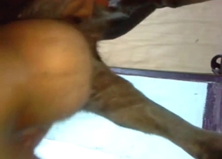 Bathroom fuck with a dog that takes a good cock