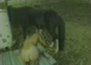 Vintage lady doing a lot for a sexy horse here