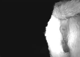 Donkey fuck with a guy who gapes a beast for real