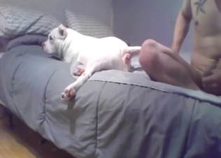 Dude is about to enjoy mental fuck with a Pitbull