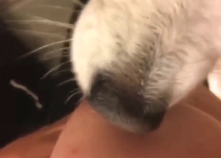 Sexy animal licking those nips and being sexy AF
