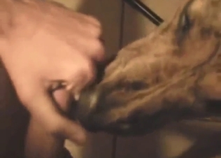 Sexy animal licking the tip of this guy's cock