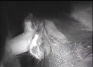 Dude sees a sexy cow and makes plans to fuck it