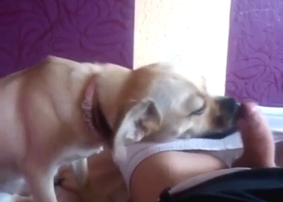 Innocent puppy licking this guy's nice penis
