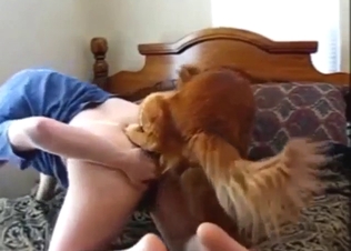 Dog climbs on top of this whore to fuck deeper