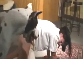 Sexy time with a Dalmatian that fucks a hoe