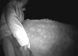 Donkey is about to get gang-banged by dudes