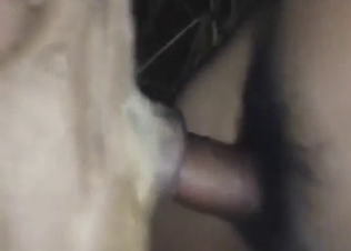 Thai guy fucking a dog's wet hole from behind