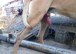 Pink pussy wifey cheating with a sexy dog today