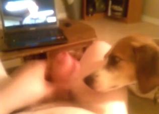 Slutty Beagle is happy to lick the head of cock
