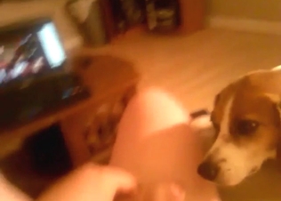 Slutty Beagle is happy to lick the head of cock