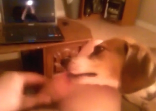 Slutty Beagle is happy to lick the head of cock