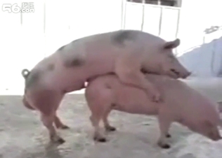 Two pigs are fucking each other with real passion