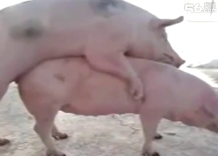 Two pigs are fucking each other with real passion