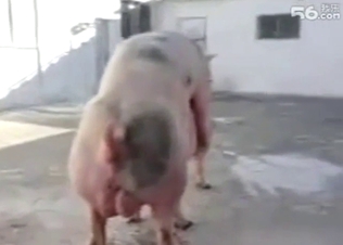 Two pigs are fucking each other with real passion